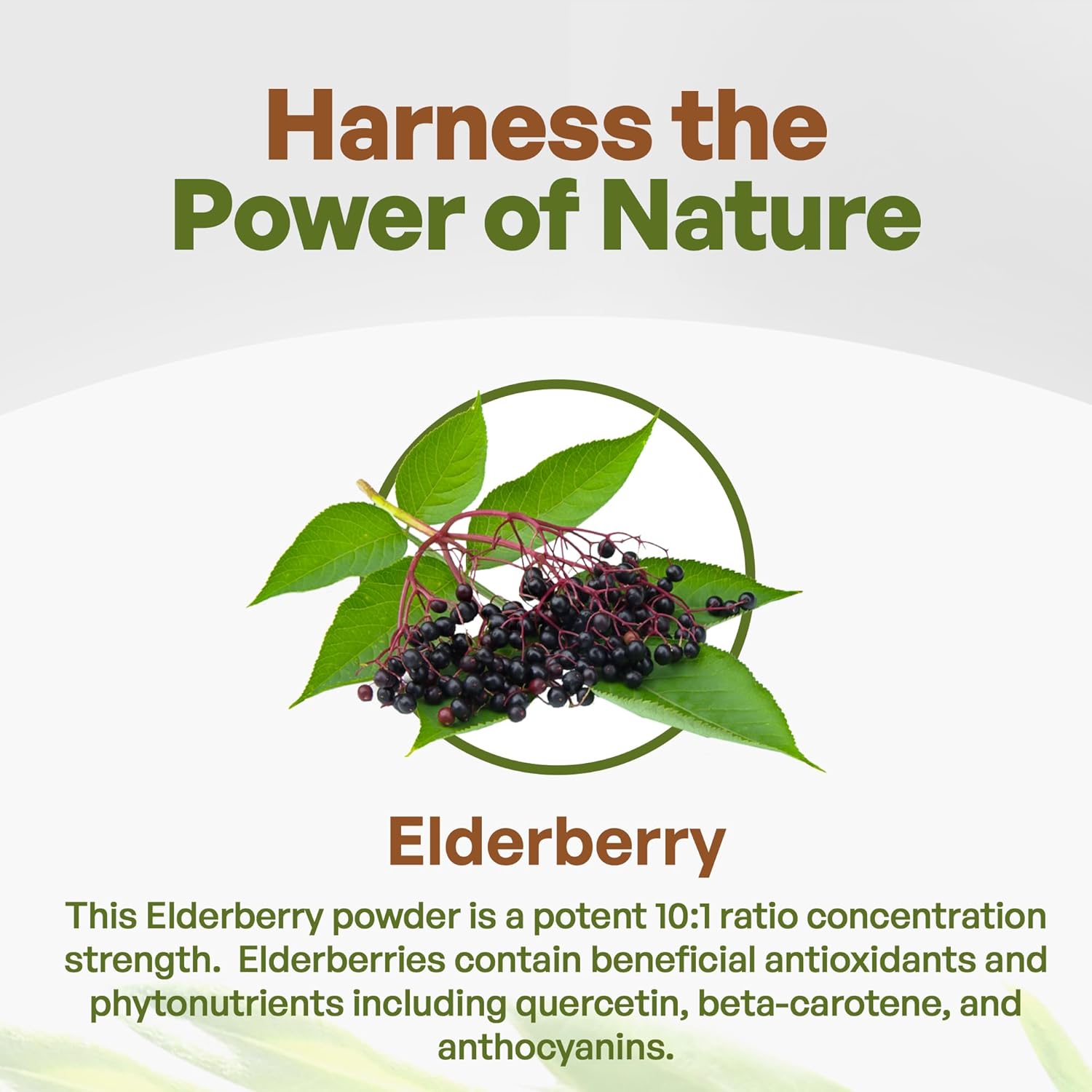 1 lb. Go Nutra Elderberry Powder - Non-GMO 10:1 Strength Extract Juice - Sambucus Nigra Supplement