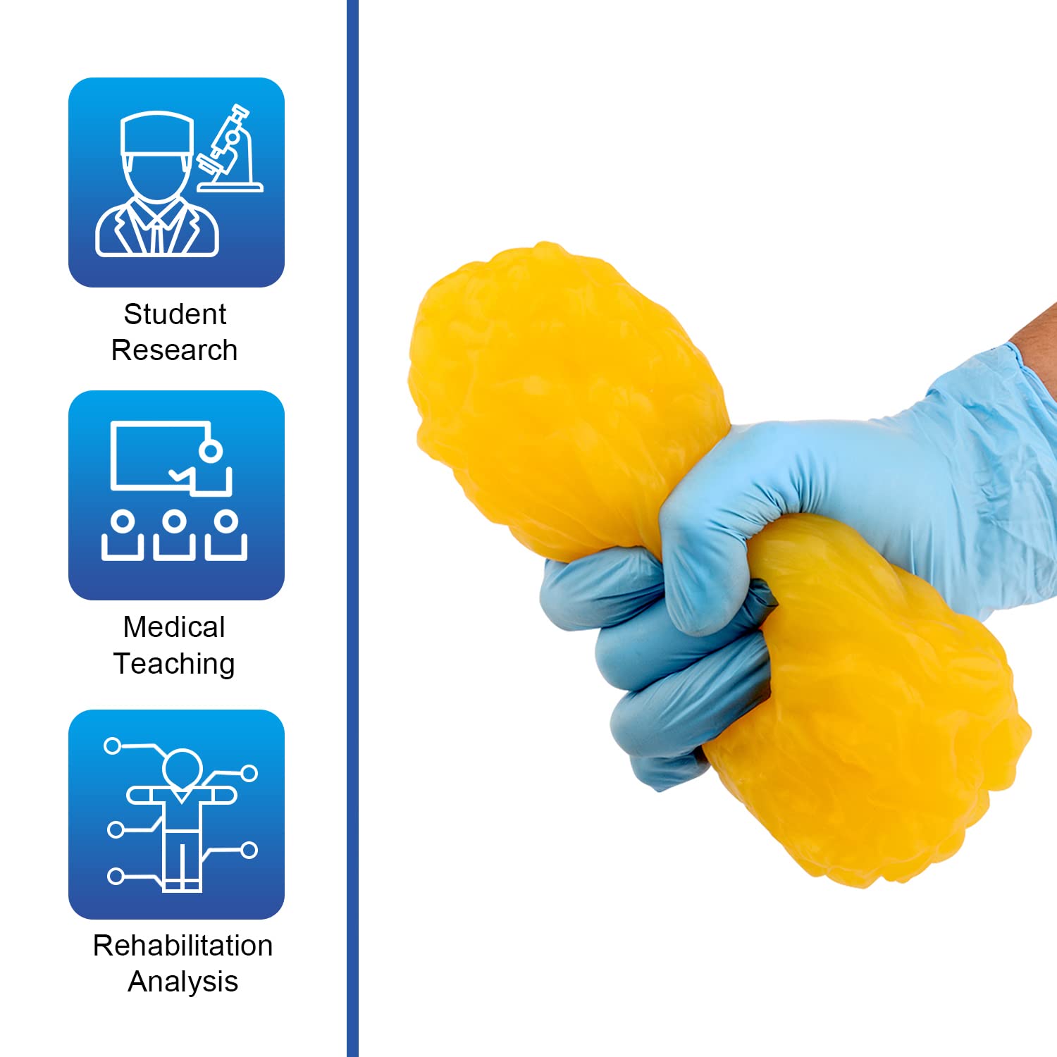 1 lb Human Body Fat Replica Model - Anatomy Class Display, Weight Loss Motivation, Stay Healthy Reminder