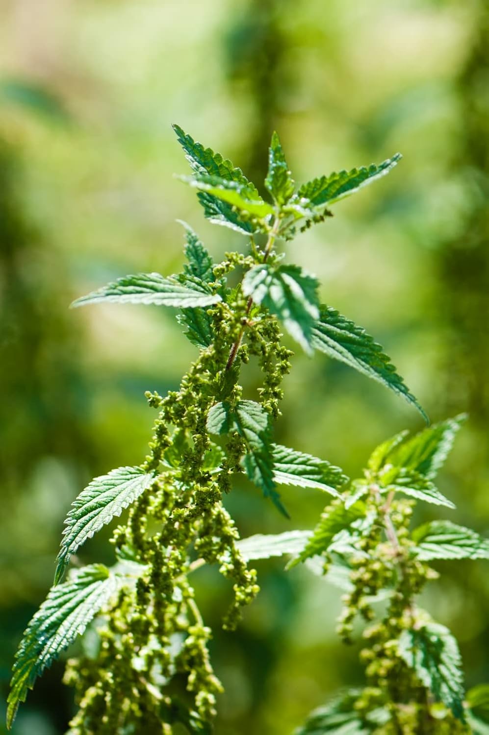 100% Natural Health Embassy Stinging Nettle Leaf (Urtica Dioica L) - 100g Pack