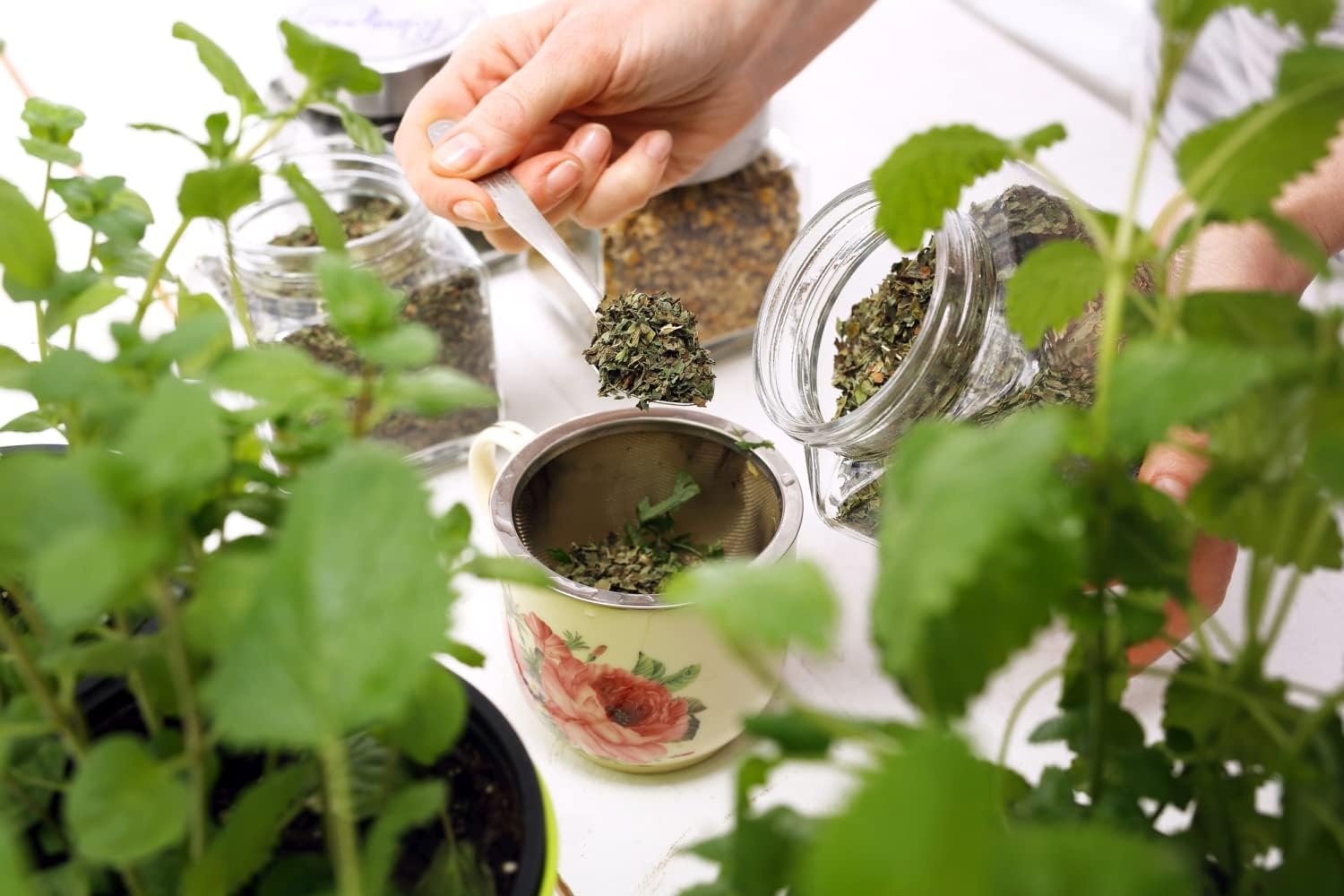 100% Natural Health Embassy Stinging Nettle Leaf (Urtica Dioica L) - 100g Pack