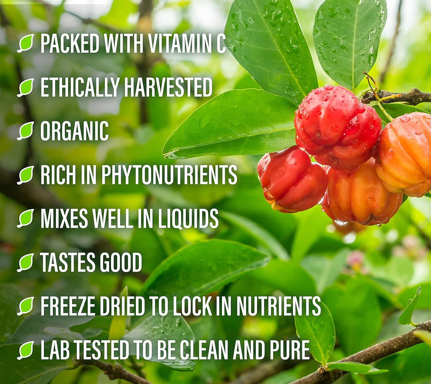 100% Pure Acerola Cherry Powder - 156g - All-Natural Vitamin C Superfood for Immune System Support