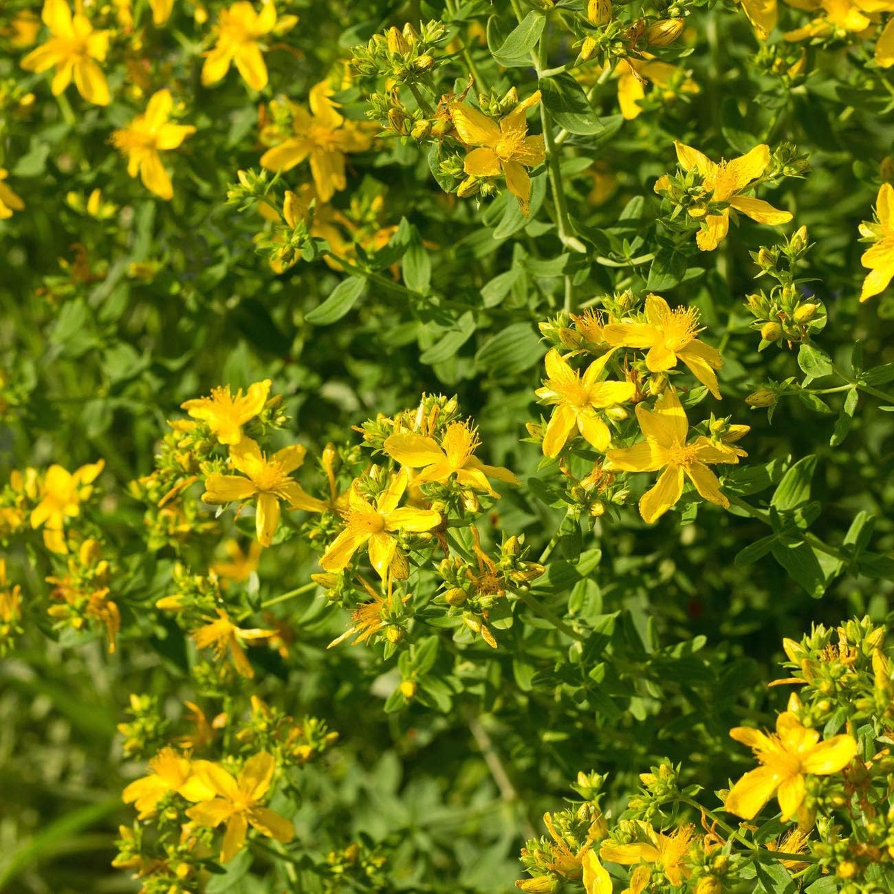 1000 Perennial Hypericum Perforatum St. John's Wort Yellow Flower Seeds for Planting by Outsidepride