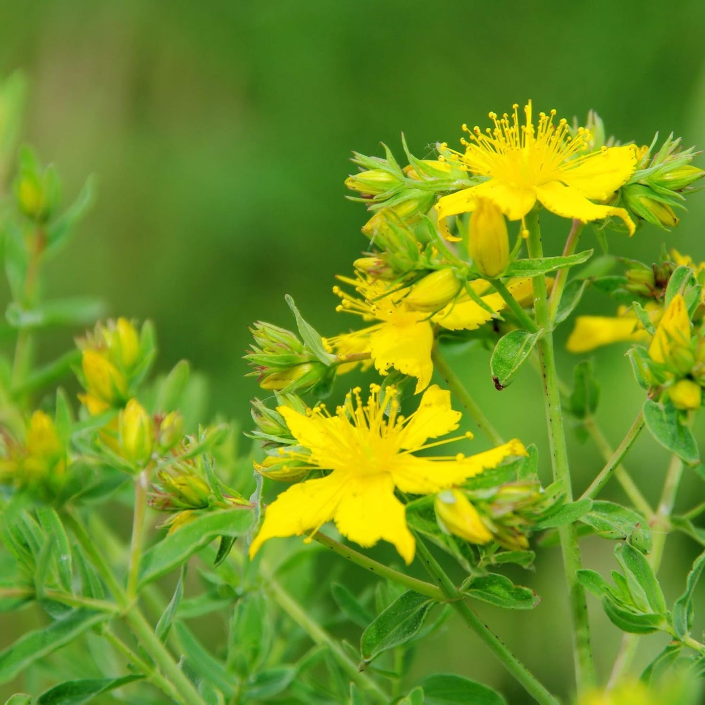 1000 Perennial Hypericum Perforatum St. John's Wort Yellow Flower Seeds for Planting by Outsidepride