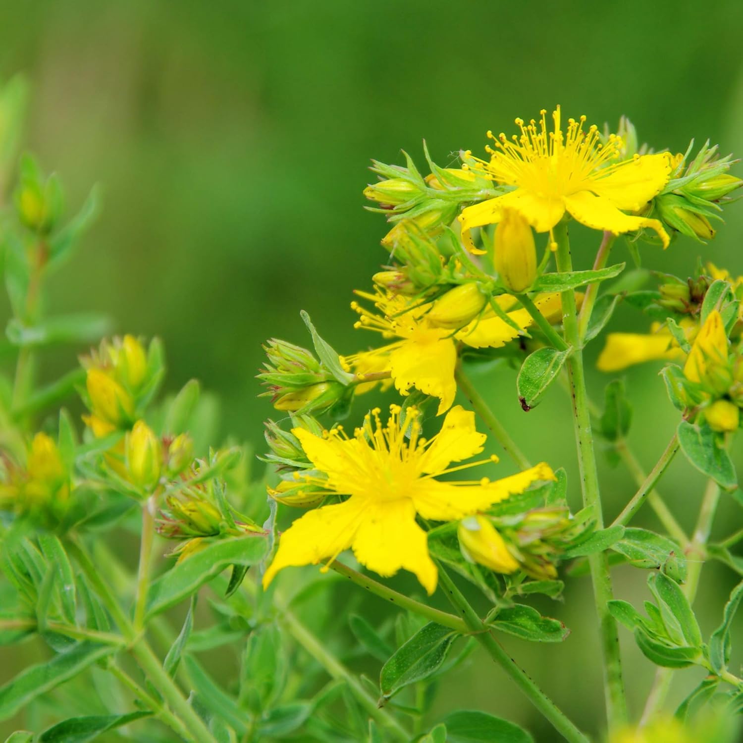1000 Perennial Hypericum Perforatum St. John's Wort Yellow Flower Seeds for Planting by Outsidepride