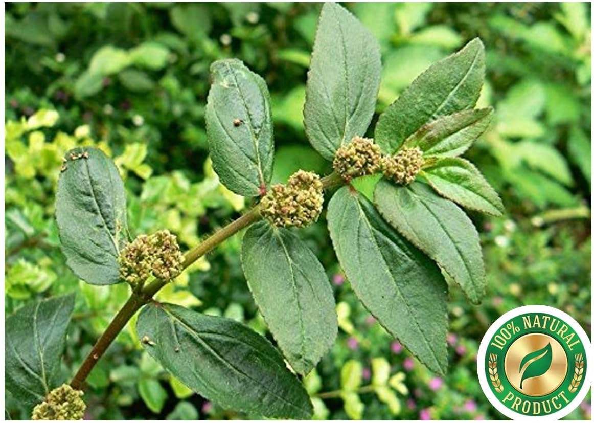 100g Nutranix TNA Herbal Fresh Amman Pacharisi Powder with Euphorbia Hirta & Dudhi - for Warts, Pimples, and Wounds (Pack of 1)