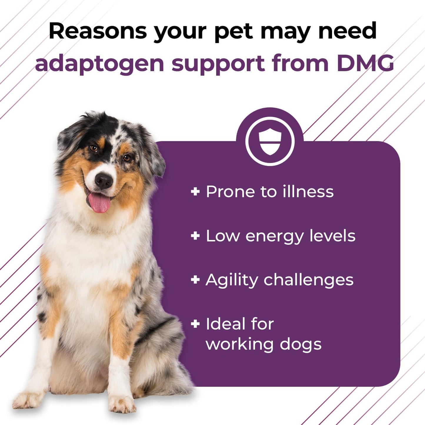 114ml VetriScience Vetri DMG Liquid Drop for Dogs and Cats - Immune Support Supplement