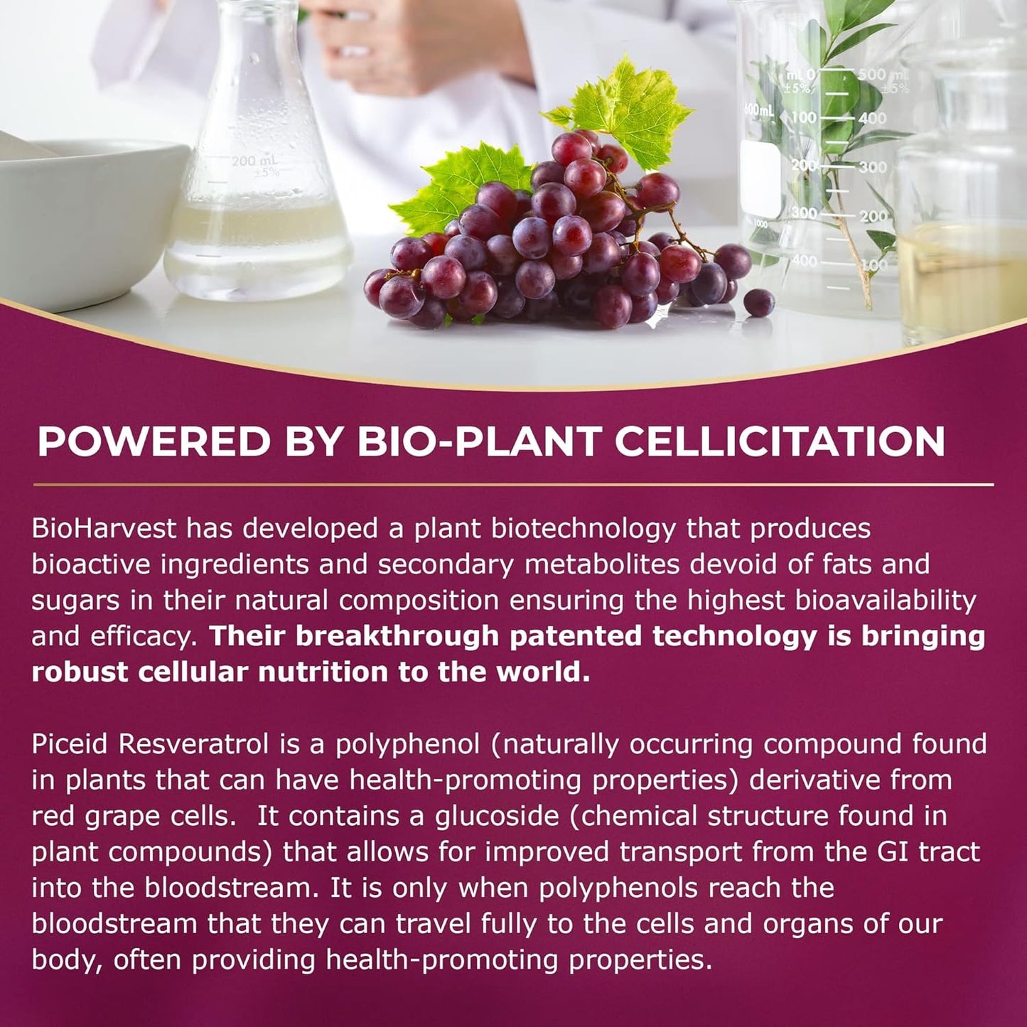 12-Hour Long-Lasting Piceid Resveratrol Supplement for Heart Health & Blood Flow - Nitric Oxide Support - Superfood Powder - Vegan & Non-GMO - 30 Day Supply