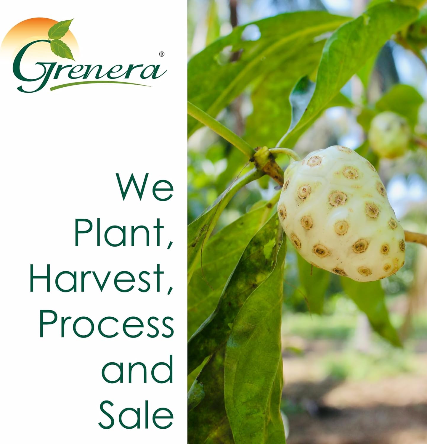 120 Count Grenera Noni Fruit Capsules | Non-GMO, Gluten Free | Vegetarian Capsules with No Fillers
