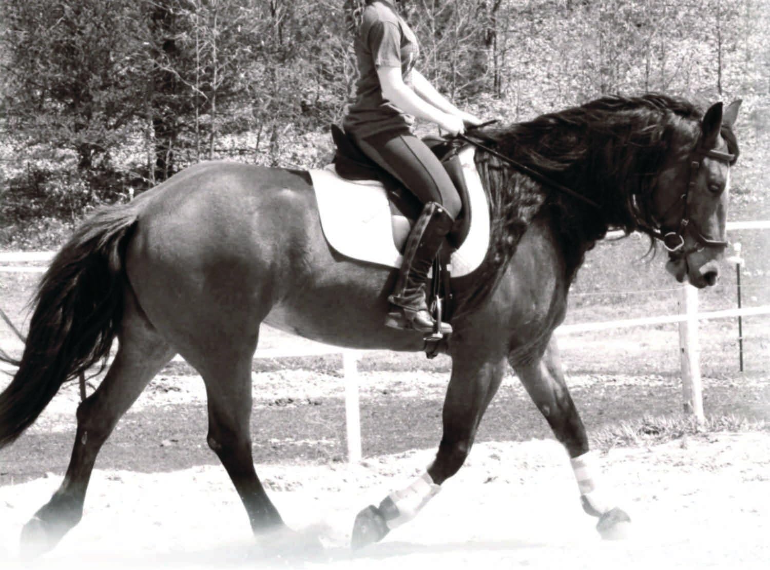 14 oz Raspberry Mare Hormone & Calming Supplement for Horses - All Natural Blend of Raspberry & Peppermint Leaf