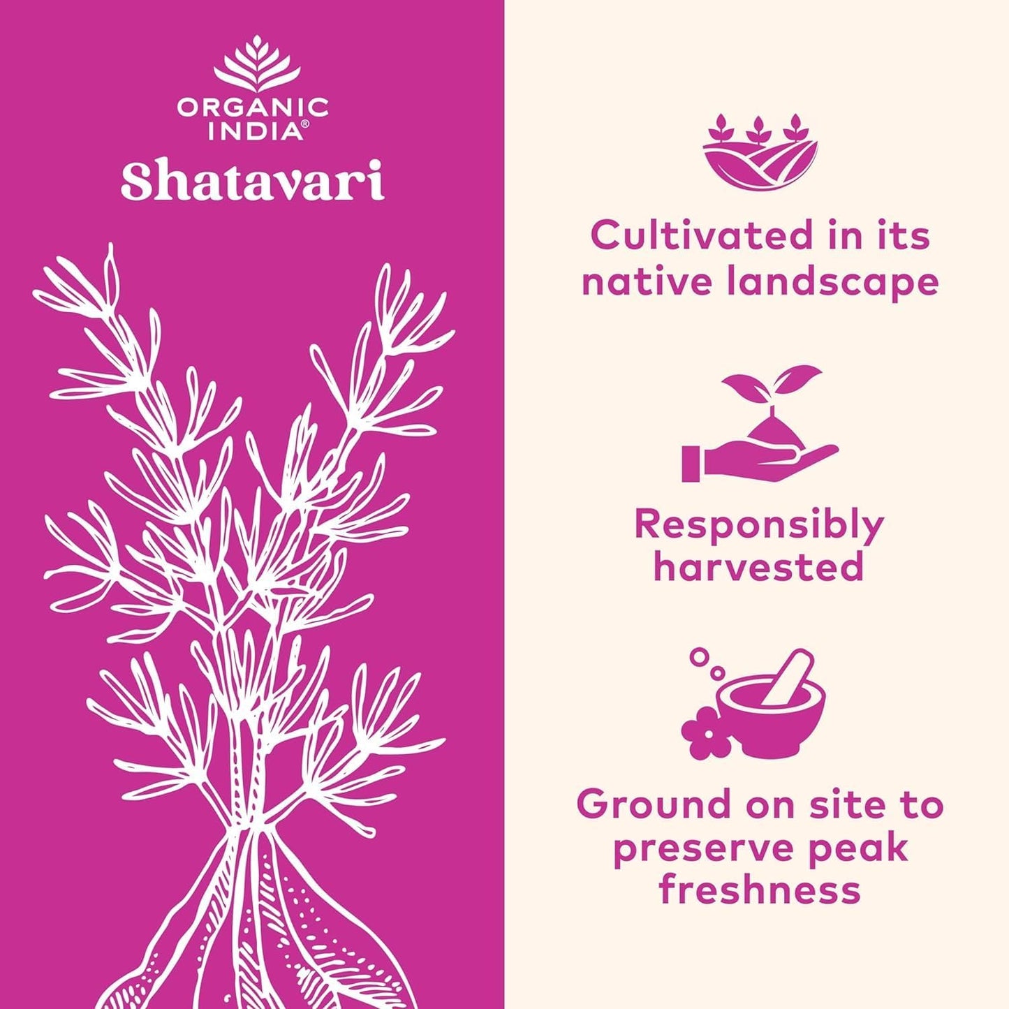 180 Organic India Shatavari Capsules - Herbal Supplement for Hormonal Balance, Immune System, Reproductive Health - Vegan, Gluten-Free, USDA Certified