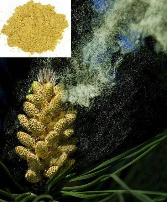 1KG (2.2 LB) Wild Harvested Cracked Cell Wall Herbal Masson Pine Pollen Powder - 100% Pure & Raw Superfood