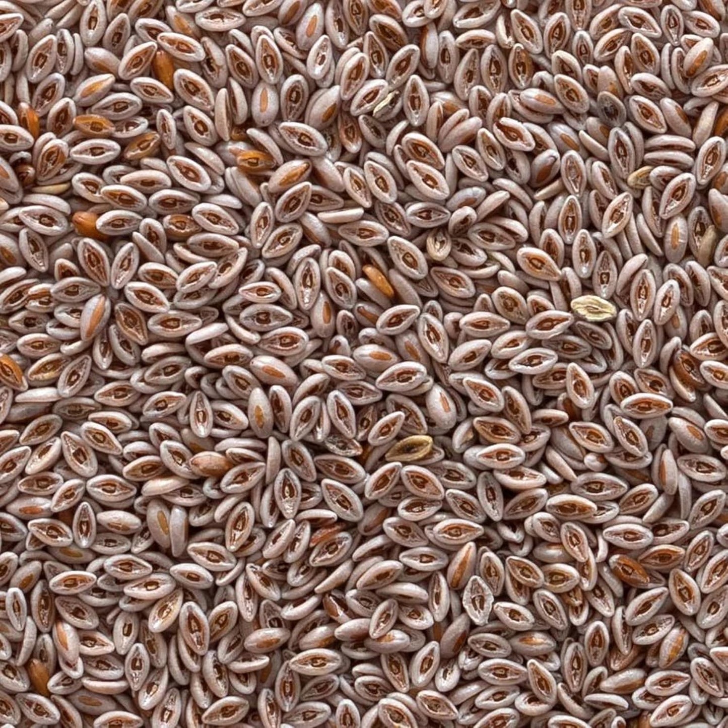 1lb Frontier Co-op Organic Whole Psyllium Seed - Natural Fiber Supplement for Digestive Health
