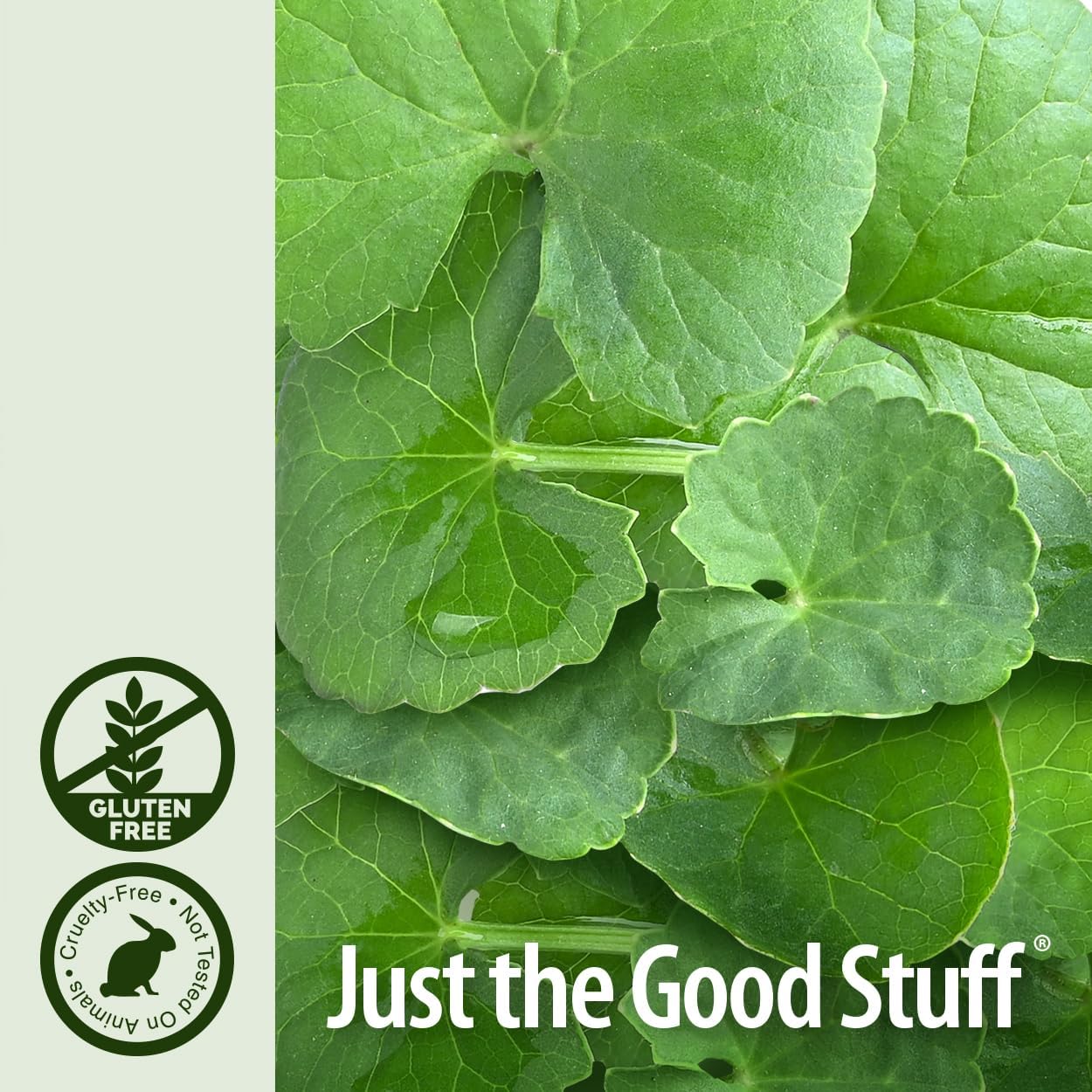 2 oz Gotu Kola Herb Tincture - Organic Alcohol | Immune System Support Supplement | Made in USA