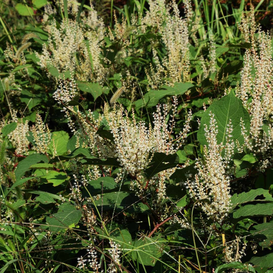 200 Capsules of Earthborn Elements Pure Japanese Knotweed Extract, No Additives Included