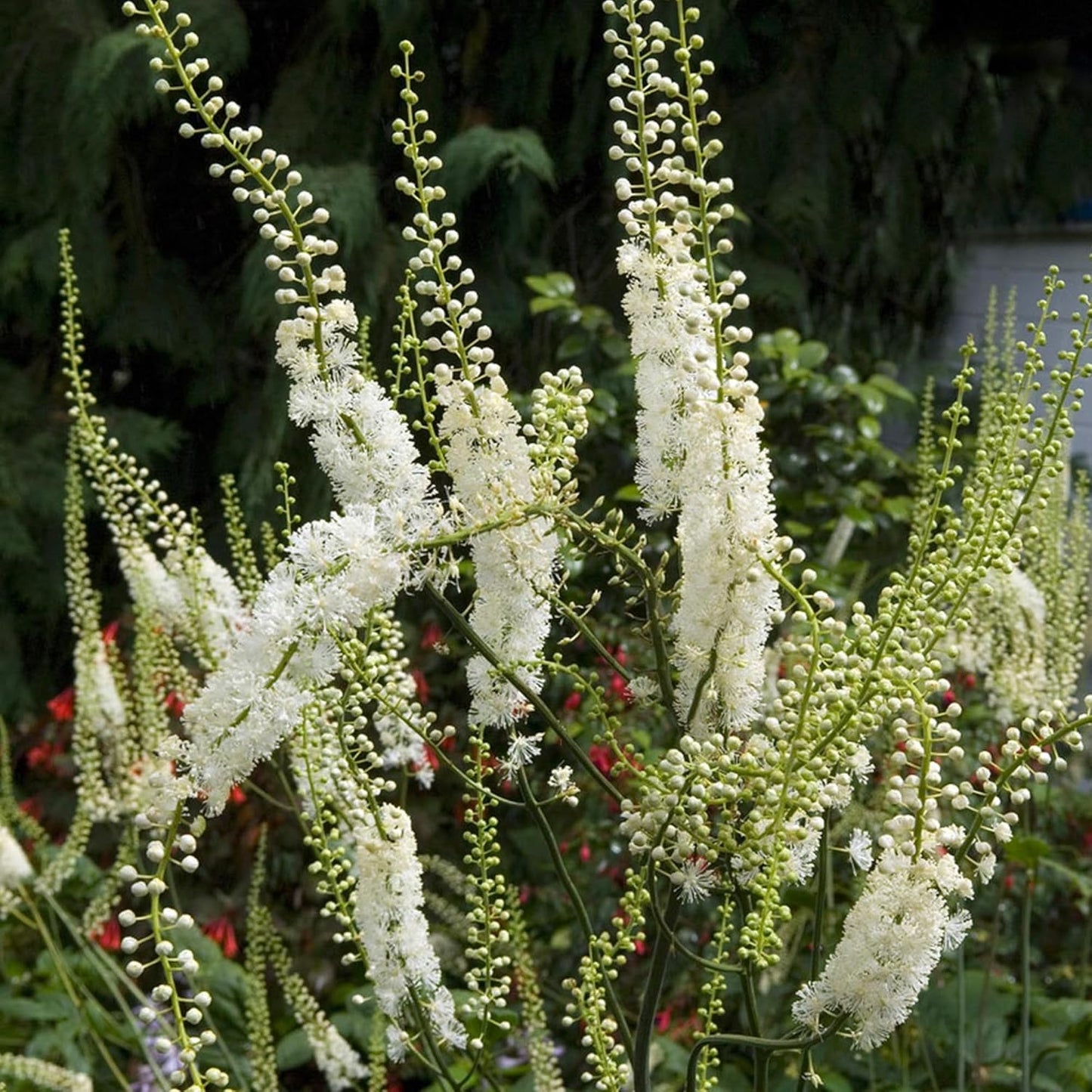 200 Pure & Undiluted Black Cohosh Capsules by Earthborn Elements - Additive-Free Formula