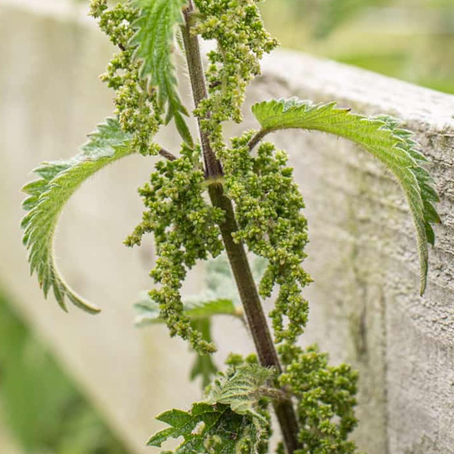 250g Premium Quality Natural Nettle Seed (Urtica dioica) - Bulk Purchase