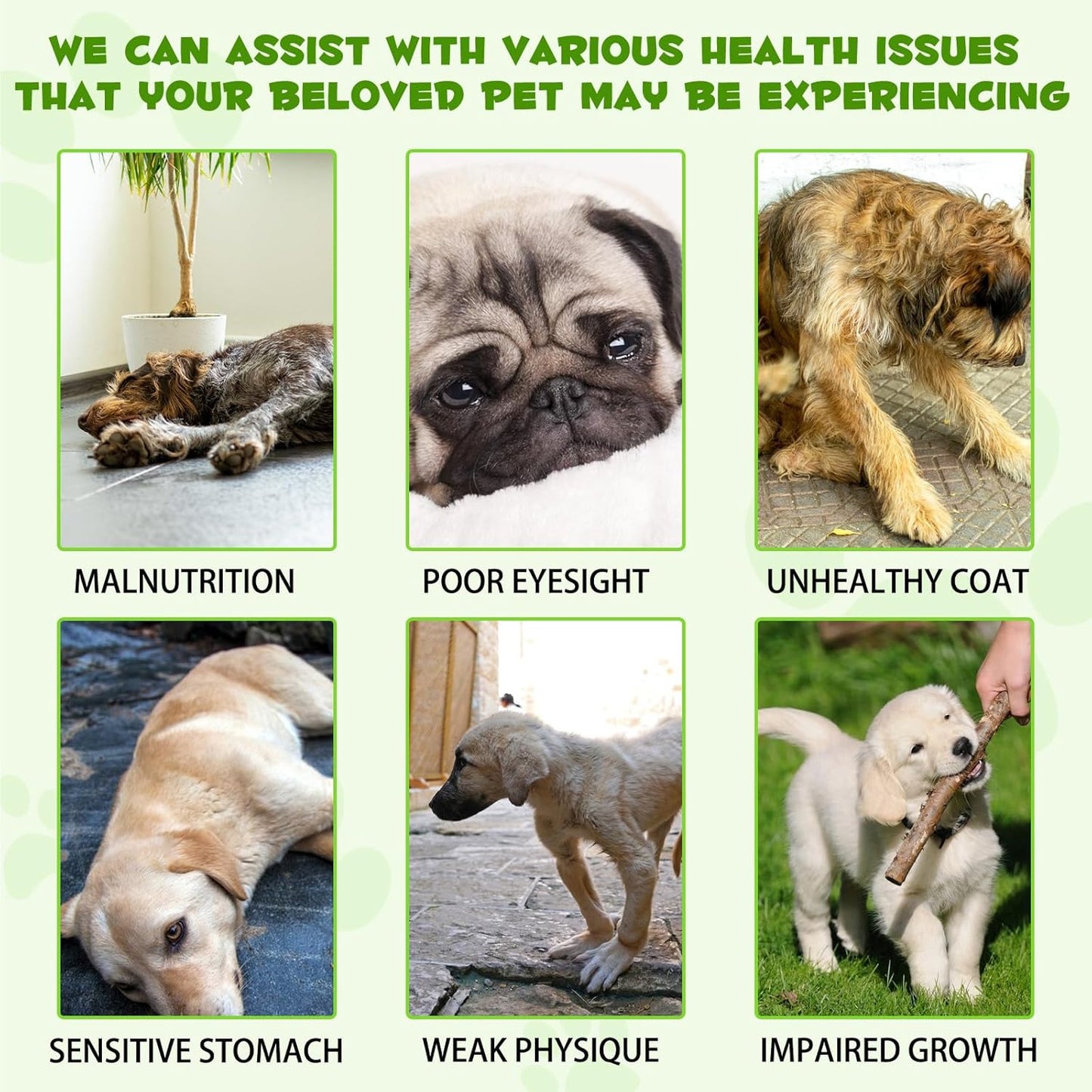 3-in-1 Bacon Flavored Dog Probiotic Drops for Diarrhea Relief, Gut Health, and Immunity Support - 60ml