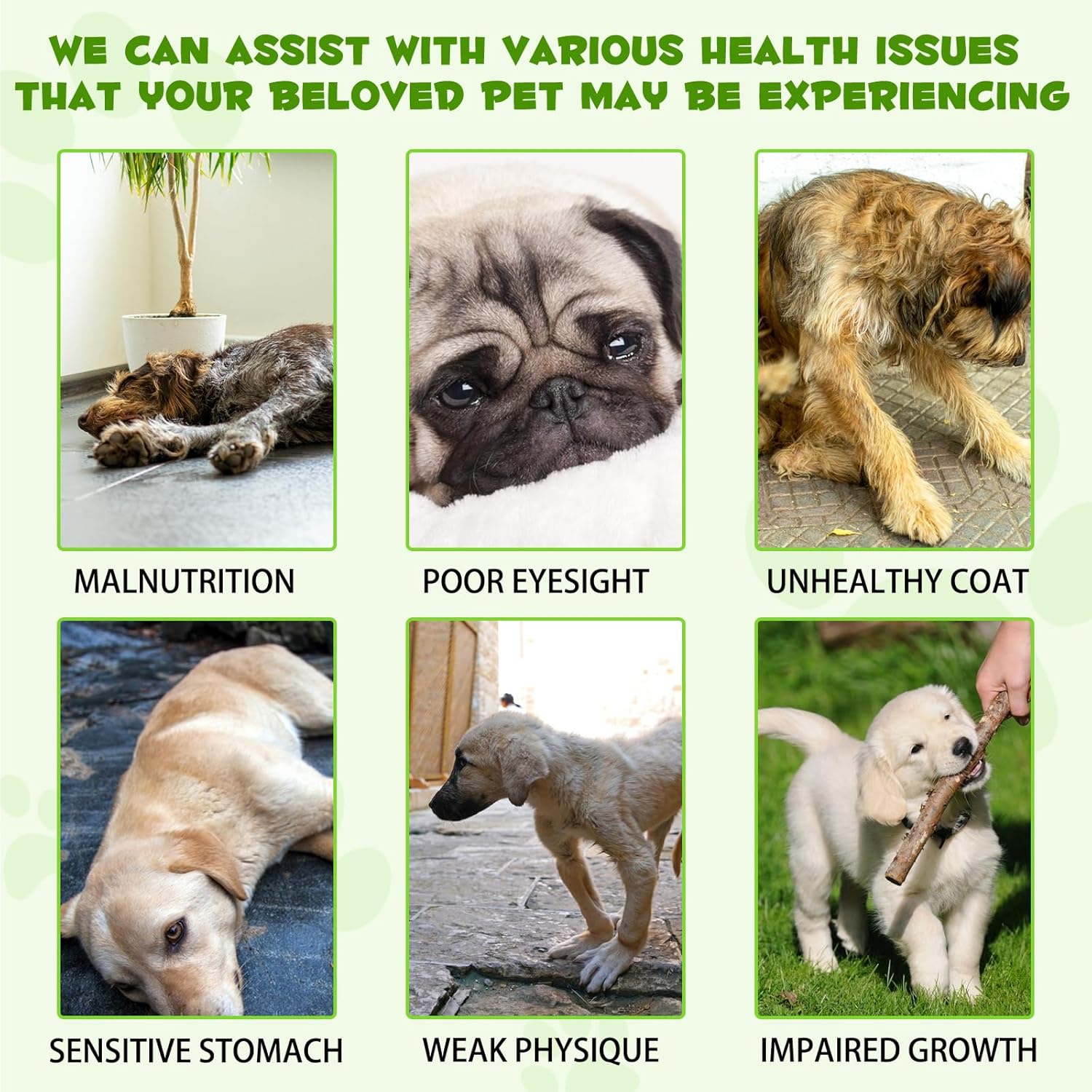 3-in-1 Pet Probiotic Supplement for Dogs | 2 Oz Liquid Dog Probiotics for Digestive Support