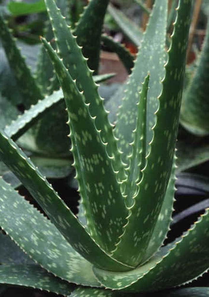 3 lb Bundle of Organic Extra Large Aloe Vera Barbadensis Green Leaves