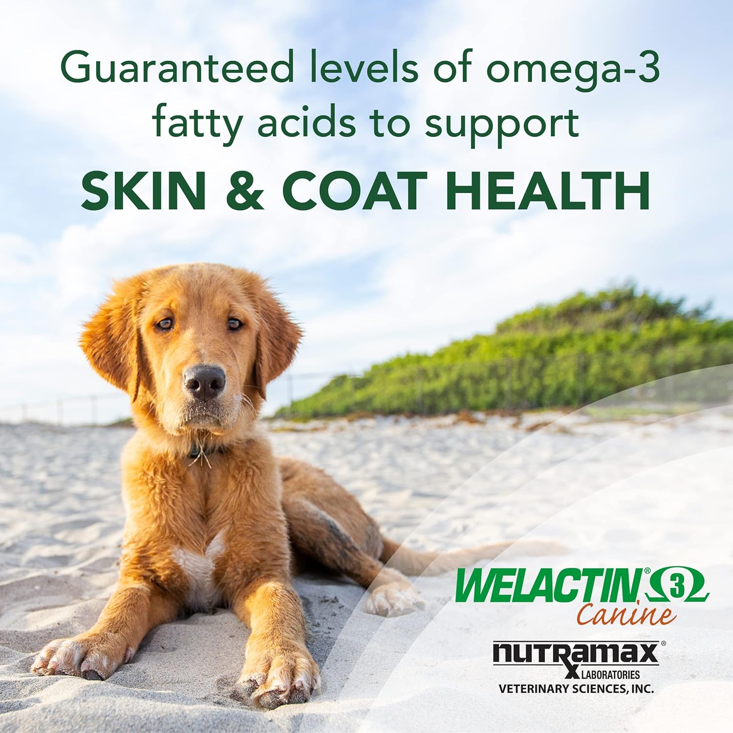 3 Pack Nutramax Welactin Omega-3 Fish Oil Skin & Coat Health Liquid Supplement for Dogs - 360 Softgels