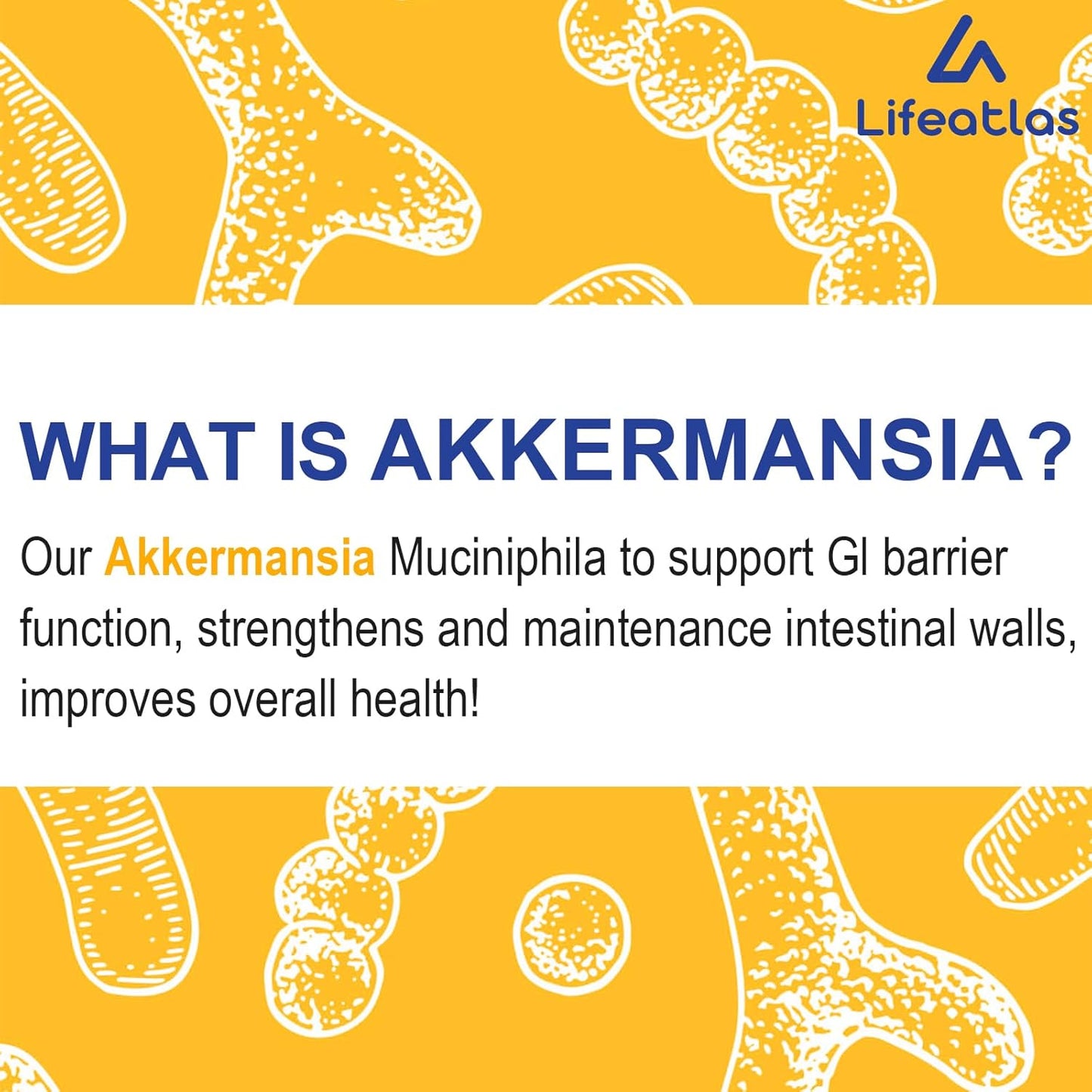 300 Billion AFU Akkermansia Probiotic Supplement for GLP-1 Levels in Men and Women