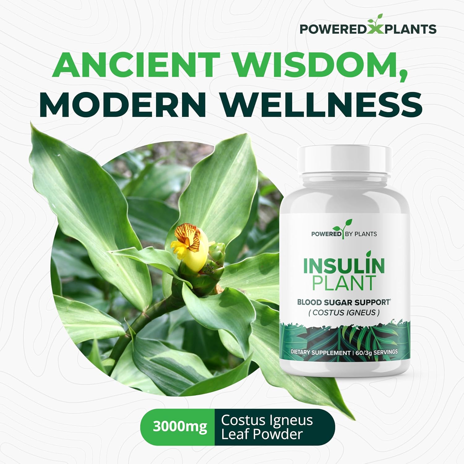3000mg Costus Igneus Leaf Powder Capsules by Powered X Plants - Vegan Non GMO Insulin Plant Supplements - Gluten Free - 240 Capsules for Women & Men