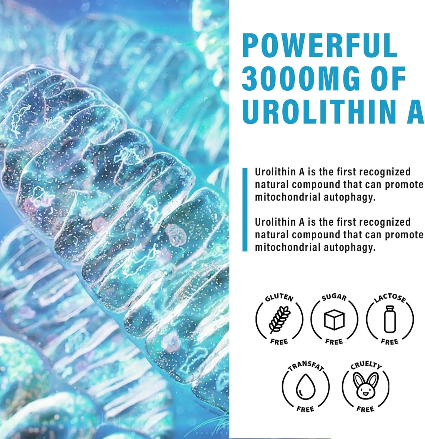 3000mg Liquid Urolithin A Supplement with Pomegranate Extract for Healthy Aging & Energy - 2 fl oz