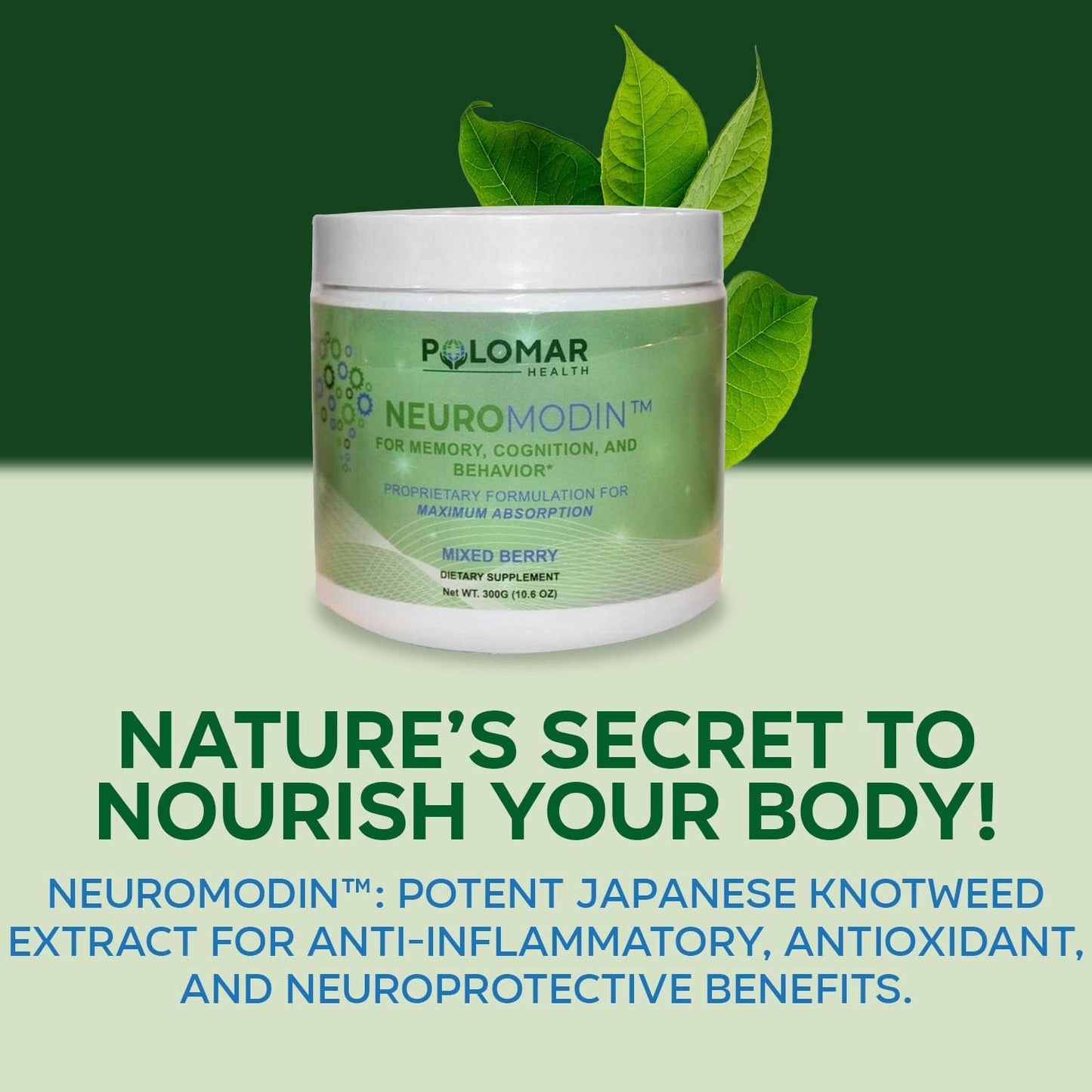 300mg Neuromodin Piperine Powder & Japanese Knotweed Memory and Focus Supplement for Enhanced Brain Health and Cognition - Boost Memory and Sociability with Natural Ingredients