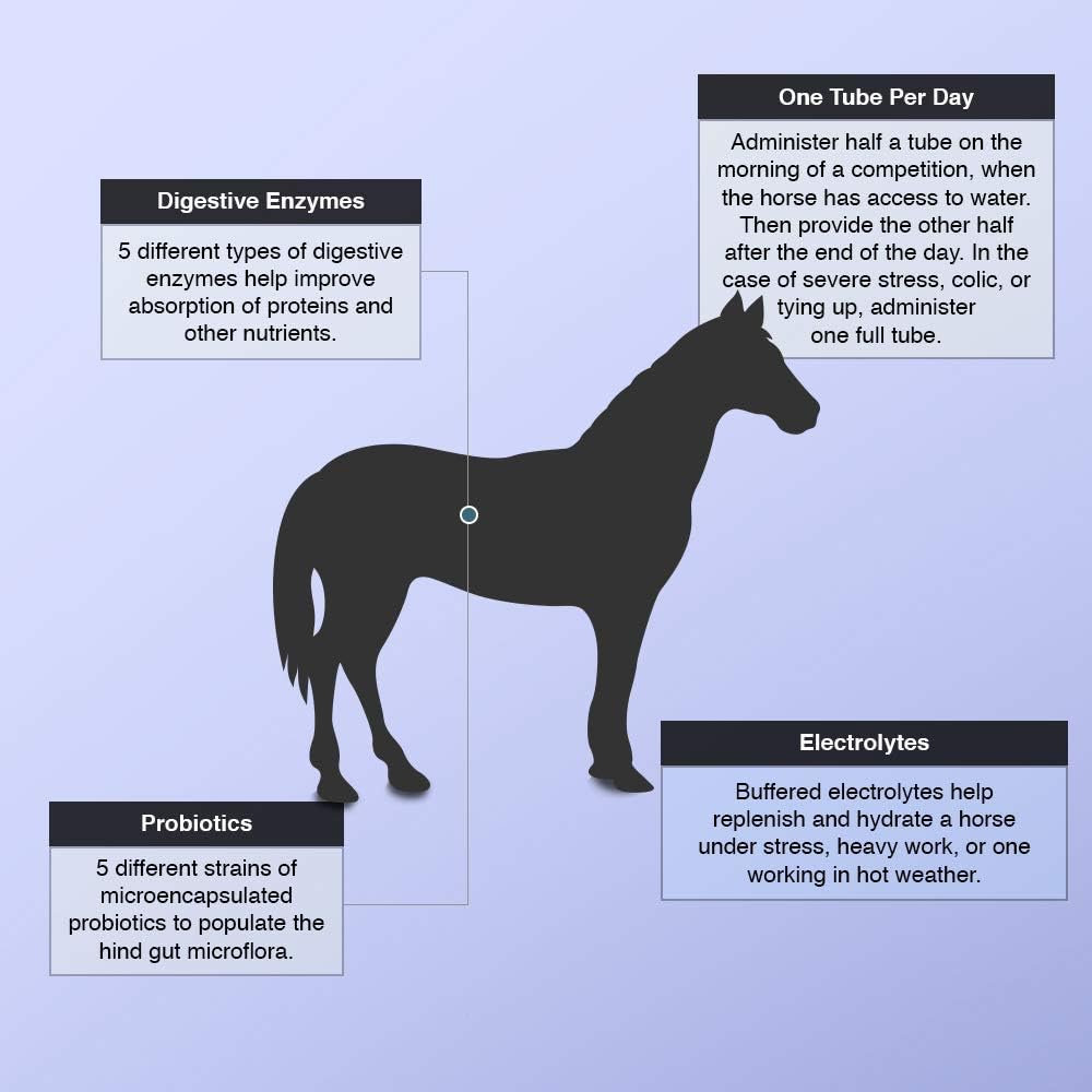 30g Electro-Probiotic Paste for Stressed Horses - Fast Electrolyte & Probiotic Boost
