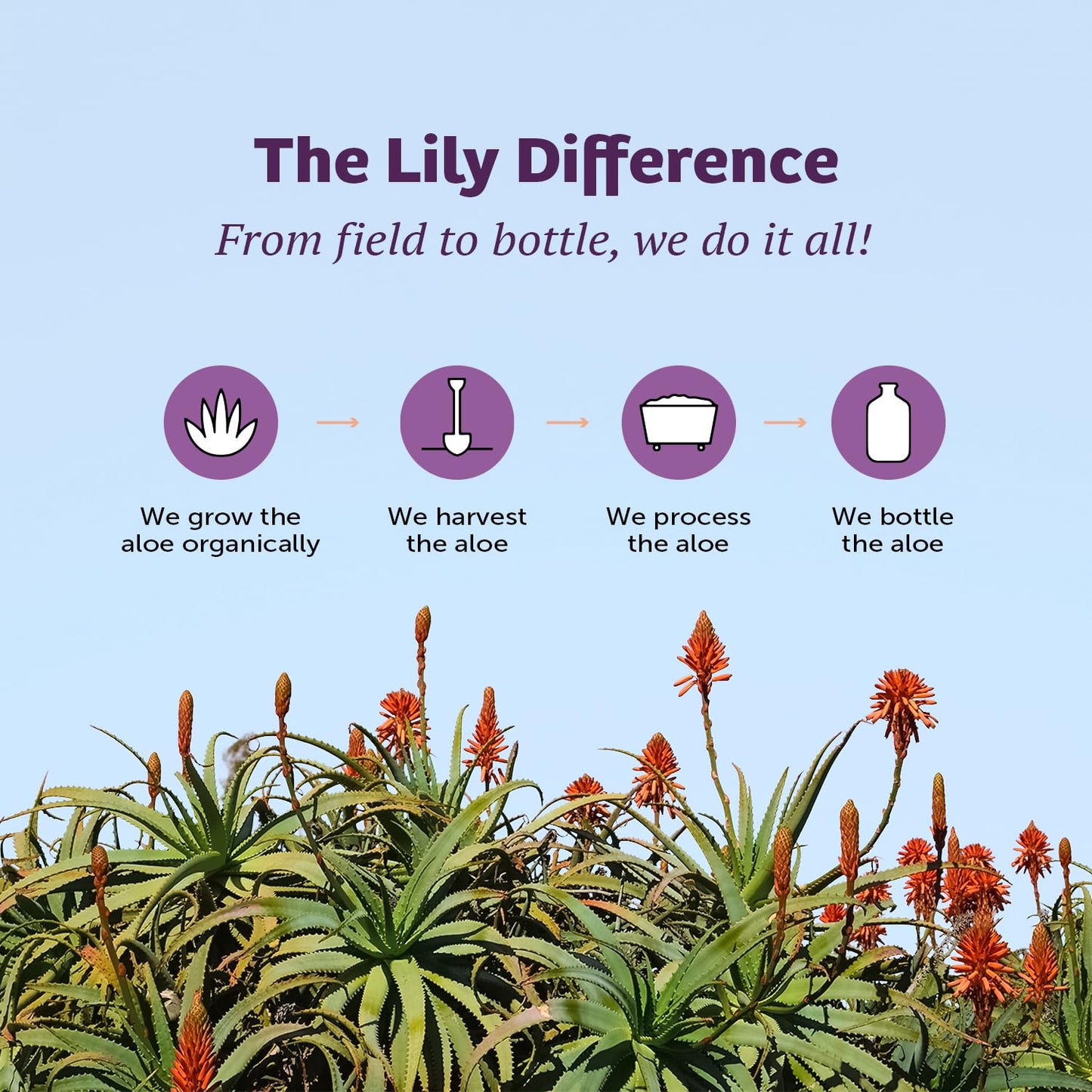 32 Fl Oz Lily of the Desert Aloe Vera Juice - Non-GMO Whole Leaf Filtered Aloe Drink with Digestive Enzymes for Gut Health, Skin, Wellness