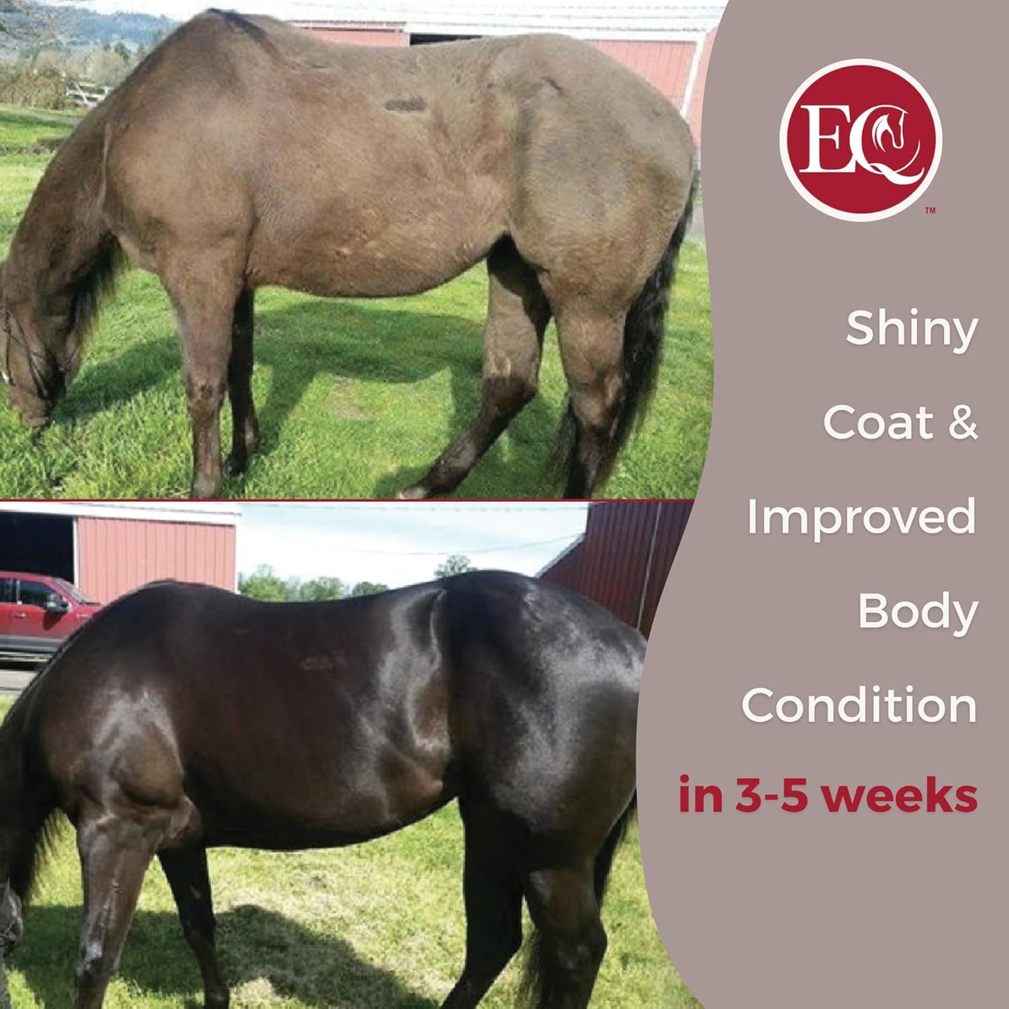 32 oz Excel Supplements Equine Supplement for Horse Joint Support, Muscle Development, Recovery & Gut Health