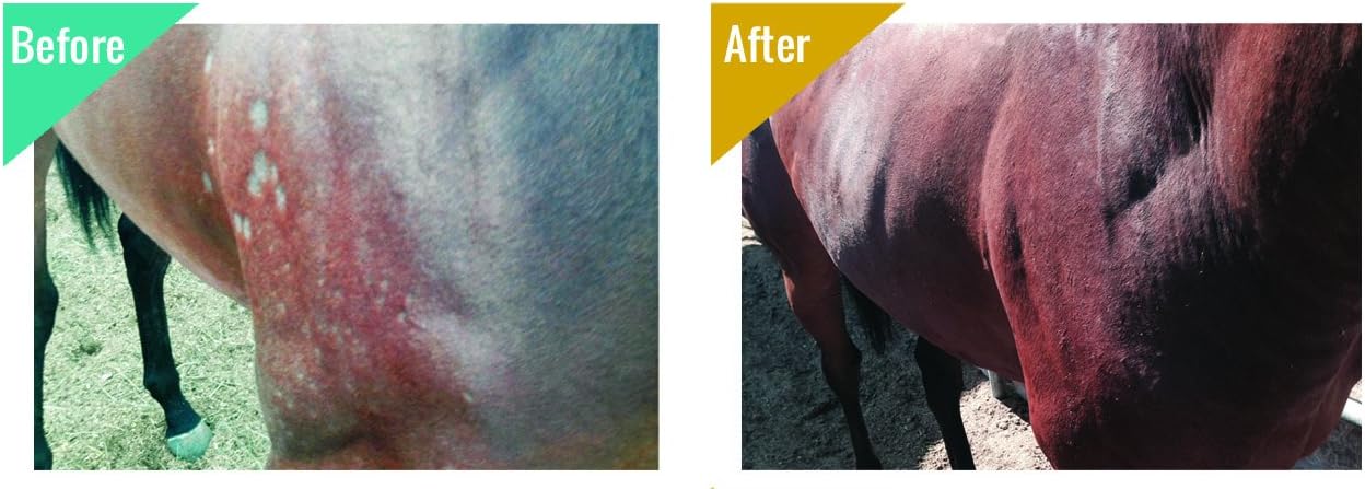 32 oz Veterinary Approved Medicated Body Wash for Horses | Treat Girth Itch, Scratches, Hives, Rain Rot & More