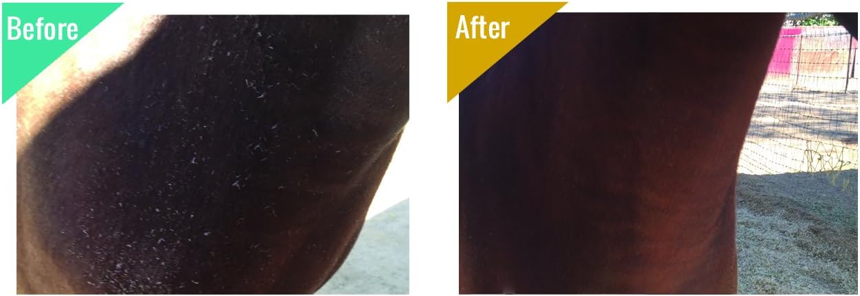 32 oz Veterinary Approved Medicated Body Wash for Horses | Treat Girth Itch, Scratches, Hives, Rain Rot & More