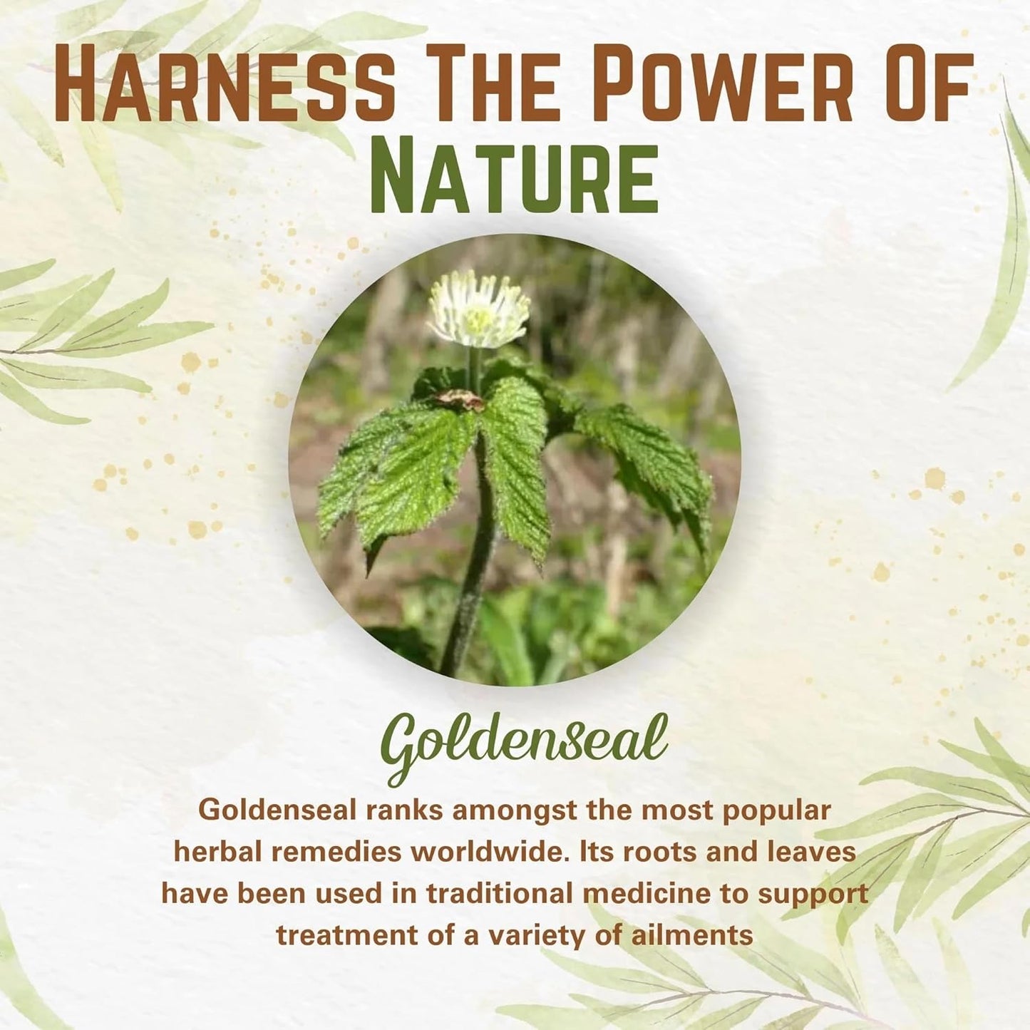 3.5 oz of Certified Organic Goldenseal Root Powder, 100 Servings, Premium Quality, Lab Tested