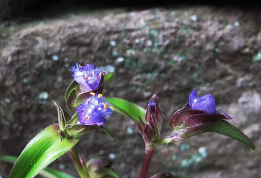 3.55 Oz Cyanotis Ecdysone Extract Powder - 98% Ecdysterone & Dioscin Formula for Muscle Growth