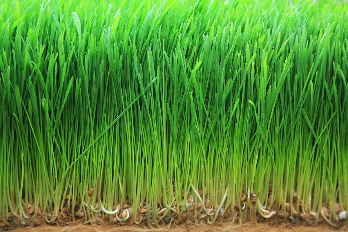 4 lbs Organic Wheatgrass Powder - Non-GMO, Raw Vegan Superfood with Fiber, Chlorophyll & Minerals - Bulk Juice Ingredient