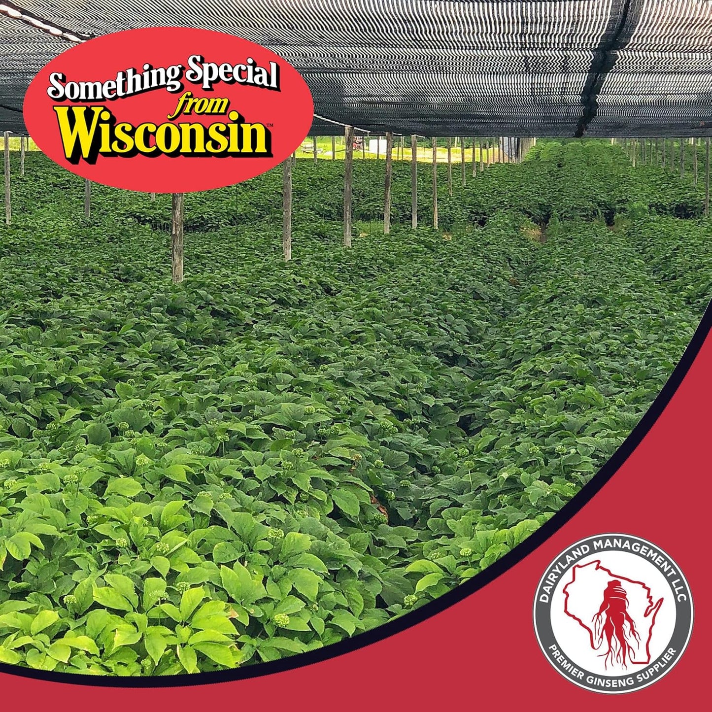 4 oz Pack of Dairyland American Ginseng Roots Prongs - Non-GMO, Gluten Free Wisconsin Ginseng for Soup, Tea, Congee - Herbal Supplement by Dairyland Management LLC