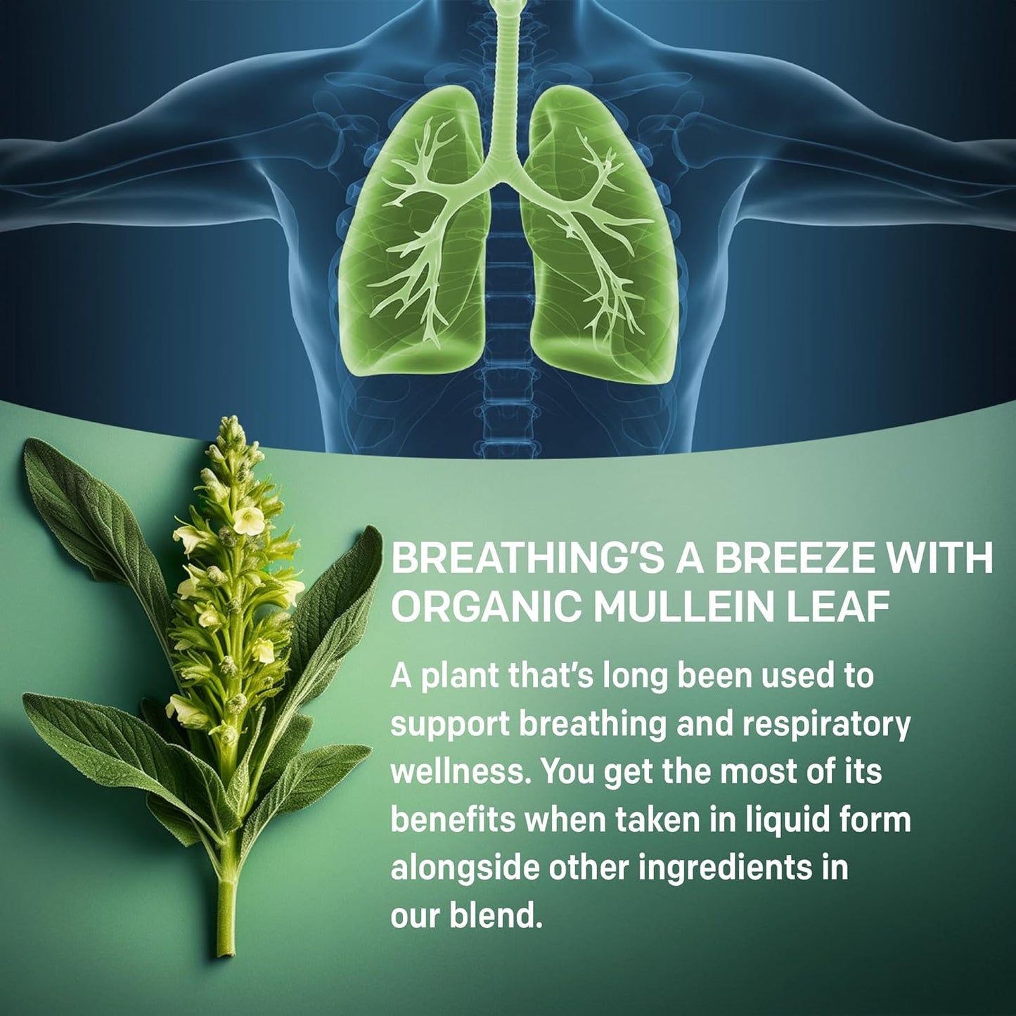 4-pack PrimeMD Mullein Lung Health Drops with Elderberry, Marshmallow, Ginger Root - 5-in-1 Respiratory Support Tincture - 120 Servings