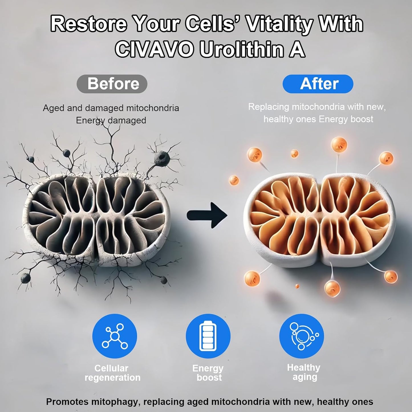 500mg Civavo Urolithin A Softgels for Muscle Strength & Endurance - 90 Count Pack - Boosts Mitochondrial Health & Energy - Clinically Proven Formula