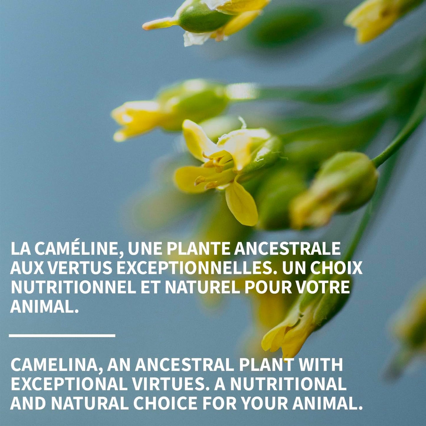 500mL Signé Caméline Camelina Oil for Pets by Olimega Farm | Rich in Omega-3 & Vitamin E | Promotes Joint, Coat & Skin Health | Canadian-Made Alternative to Salmon Oil | Non-GMO