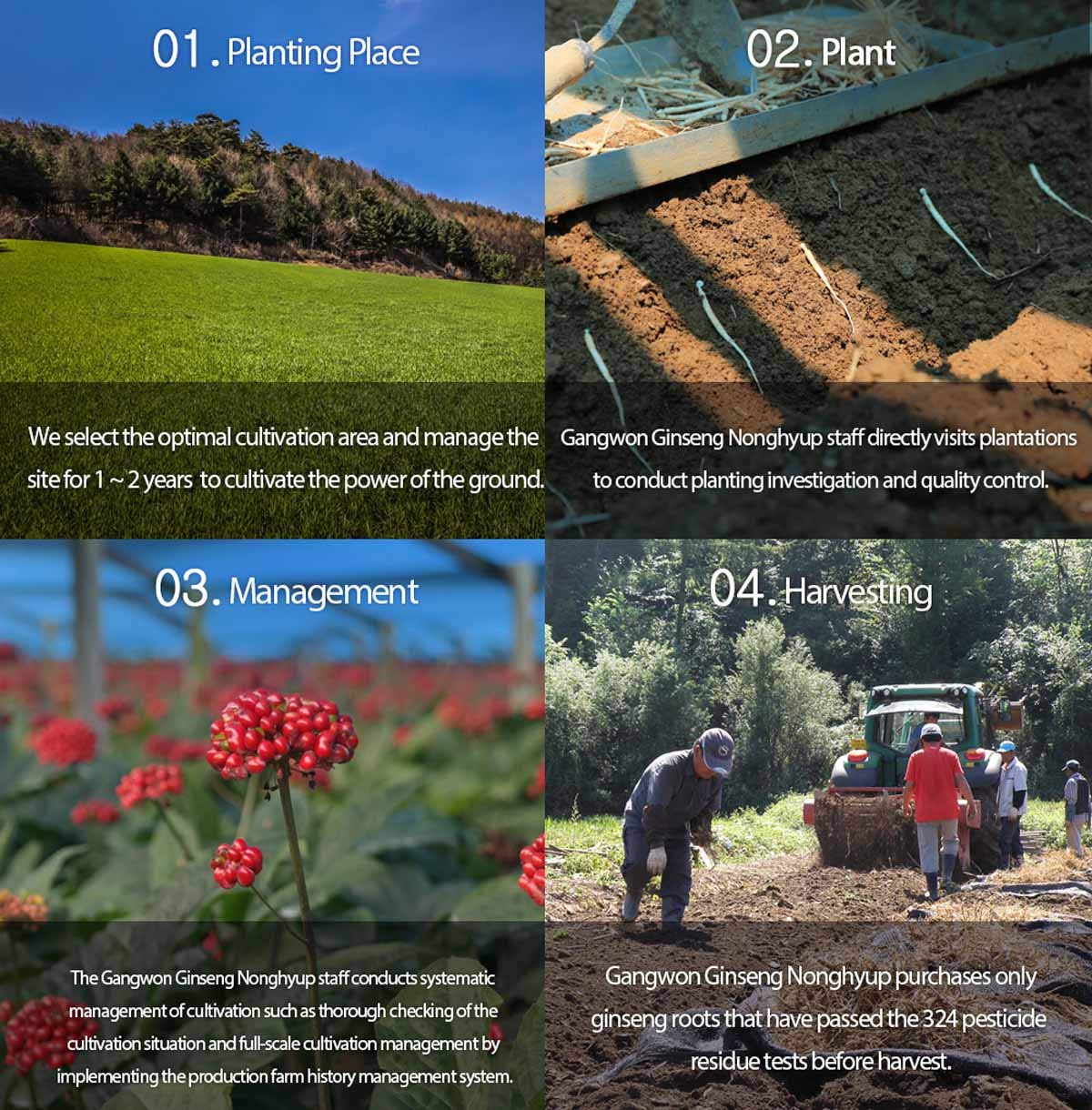 6 Year Korean Red Ginseng Tea - 150g (3g x 50 packets) - Premium Korean Red Ginseng Extract in Tea Form