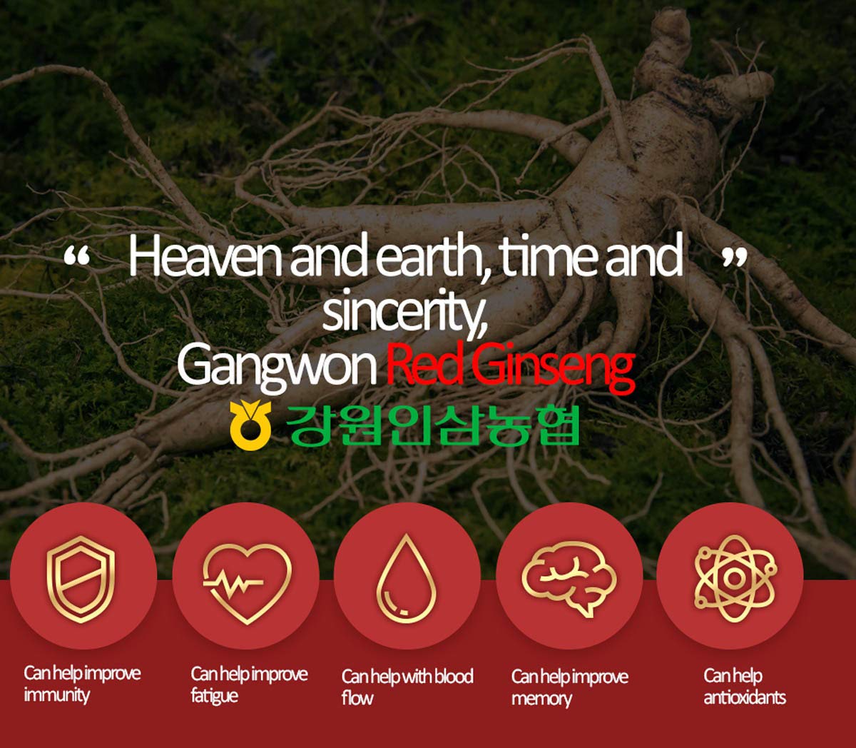 6 Year Korean Red Ginseng Tea - 150g (3g x 50 packets) - Premium Korean Red Ginseng Extract in Tea Form