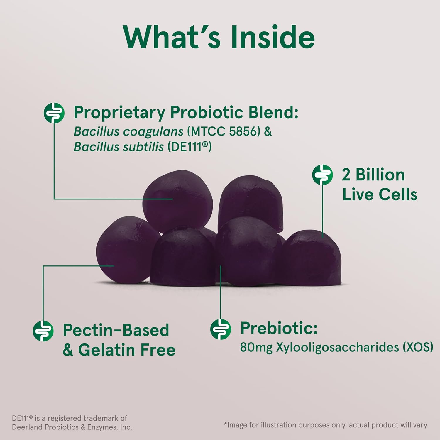 60 BlackBerry Flavor Probiotic+ Prebiotic Gummies for Digestive Health & Immune Support - 2 Billion Live Cells - 30 Day Supply
