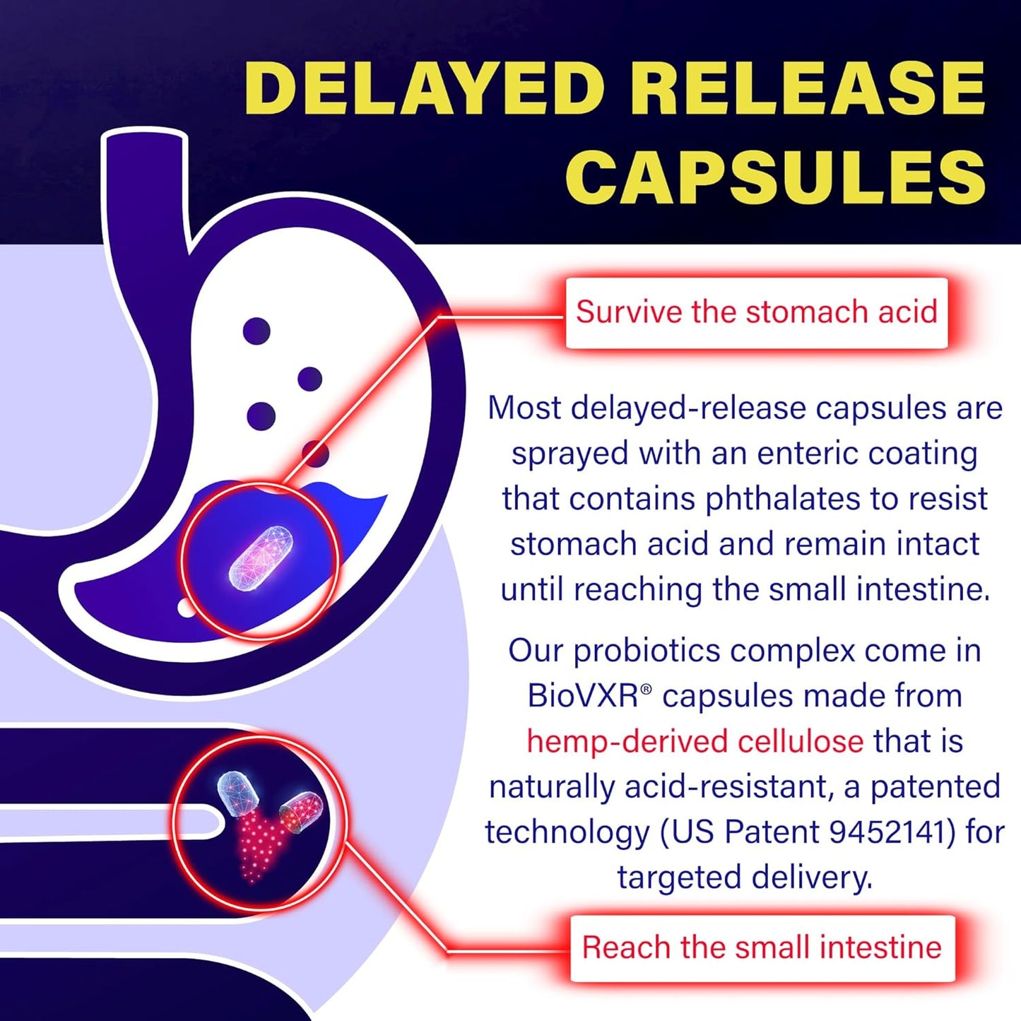 60 Capsules FOLONA Akkermansia GLP-1 Probiotic Delayed Release Supplement with Berberine and Beta-Glucan Fiber for Gut Health - 3 Billion AFU