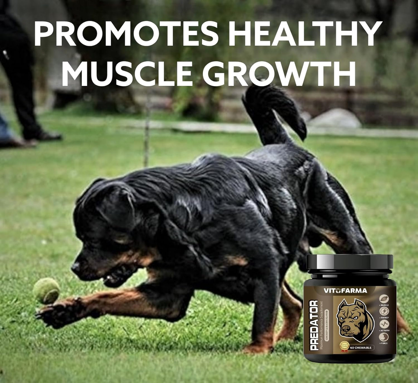 60 Chewable Tablets of VITOFARMA Predator Canine Muscle Builder Supplement for Dogs - Promotes Muscle Gain
