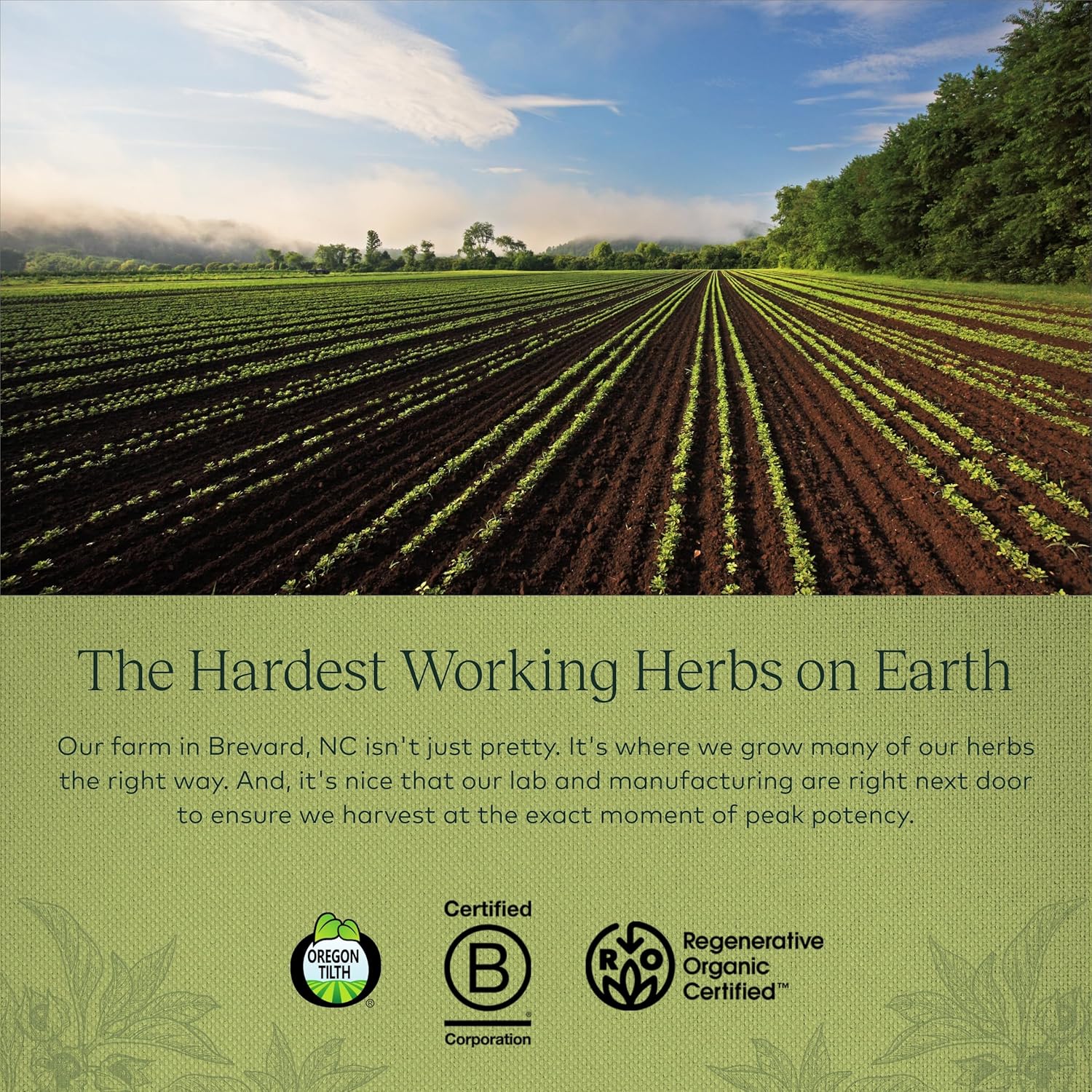 60-Count Gaia Herbs Ashwagandha Root Vegan Capsules - Stress Relief, Immune Support Supplement, Balanced Energy and Mood Boost