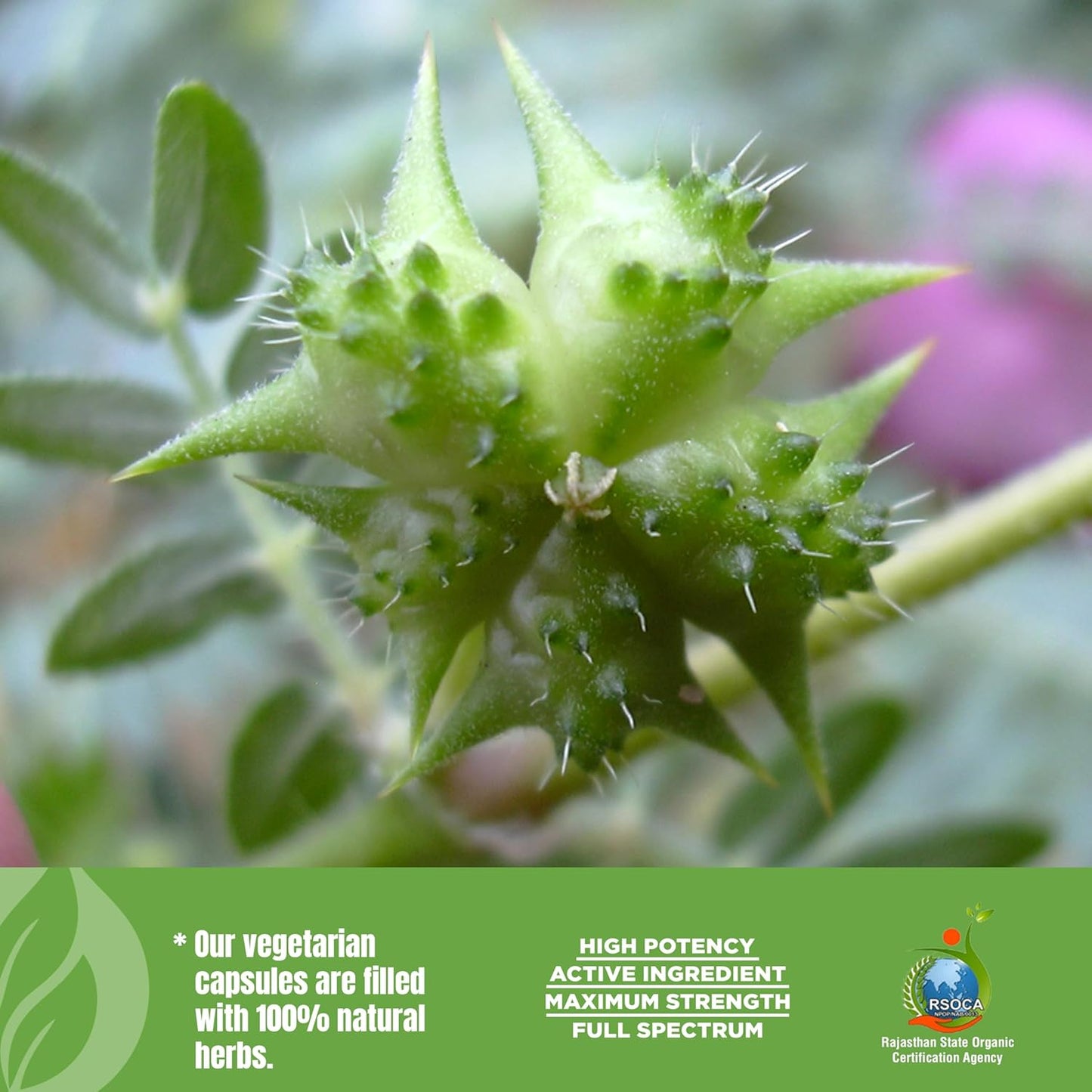 750mg Tribulus Terrestris Gokshura Capsules with 30% Saponins - 60 Vegan Capsules for Male Urinary Health & Testosterone Support