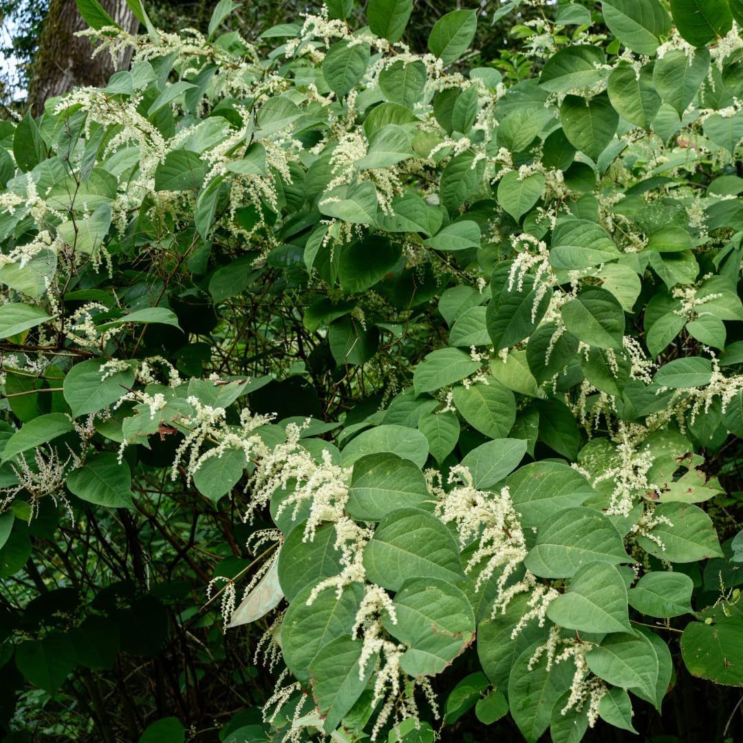 8 oz Pure Original Japanese Knotweed Extract - Hu Zhang Fen Traditional Supplement