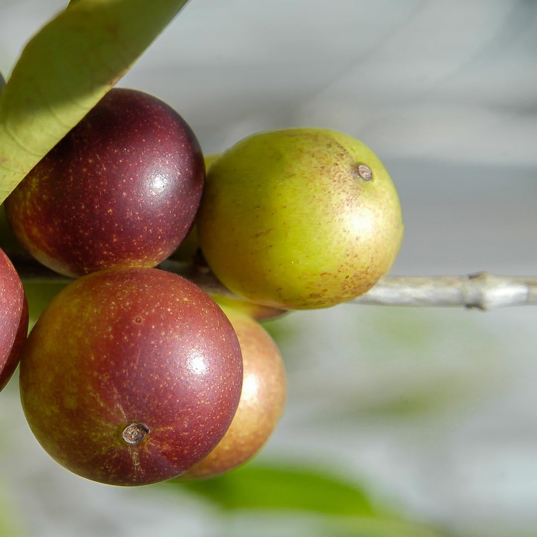 8oz Pure Camu Camu Powder - Brazilian Superfood Rich in Vitamin C