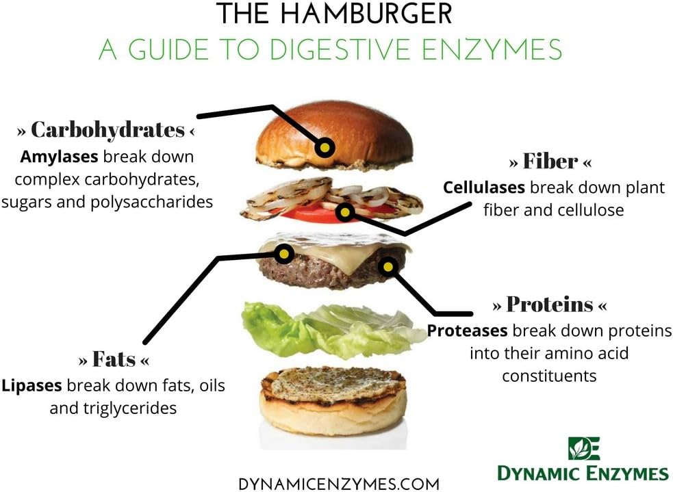 90 Count Dynamic Enzymes Eat E-Z Digestive Enzymes for Gut Health, Anti-Bloating, and Immune Support